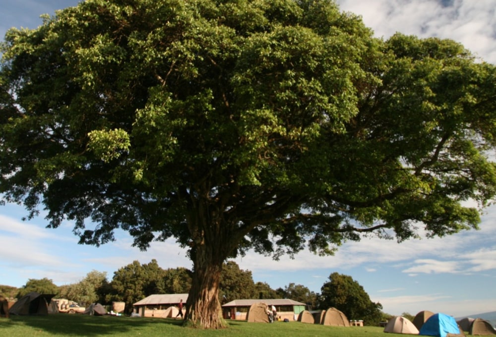 Zeltcamping Safari – Campingplatz